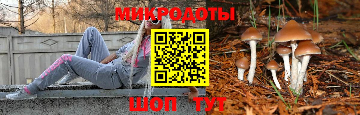 Псилоцибиновые грибы Psilocybe Ростов-на-Дону